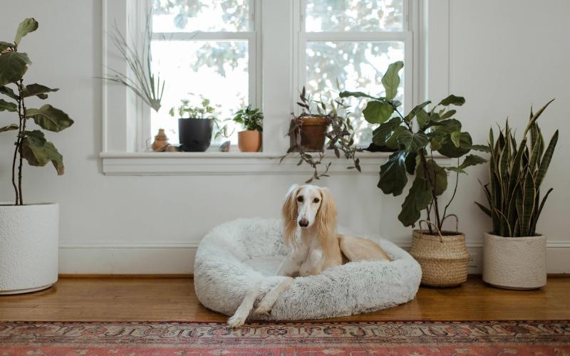 large dog sits in its bed under a windowsill full of potted plants